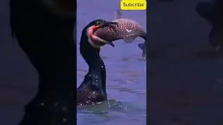Amazing Water Bird in Action #shorts #birds #facts