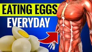 The Effects on Your Body of Eating Eggs Every Day - Vitality Beyond 50