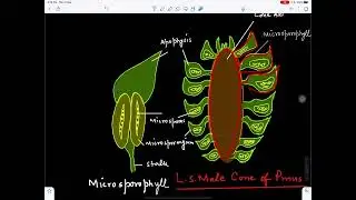 Male cone of Pinus@BotanistMeena1987