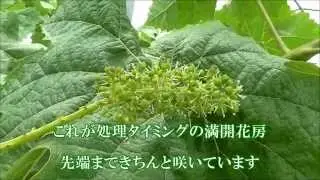 AP08【りんご研究所】シャインマスカット「無核３回処理」のうち２回目の処理