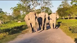 Elephant Full Gusse Me 🦣🤯 Guys 😱❤️‍🔥