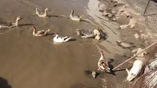 Canada Goose fight