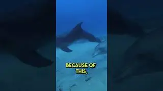 Why Dolphins Only Sleep With Half Their Brain #shorts #facts #animals #dolphin