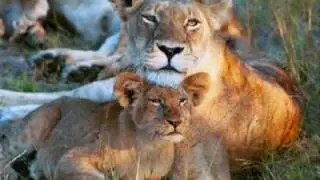 The Big Cats (Lions and Tigers), (ollie howe)