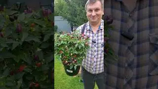 Красный, фиолетовый,  зелёный,  жёлтый декоративный перец... ещё и цветёт #shorts #garden #bonsai