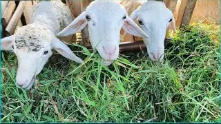 Satisfying Goat ASMR 🌿 Crunchy Fresh Grass Sounds for a Calm Morning