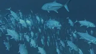 Uncharted Ring of Fire Expedition @ Thalassa 2025