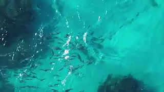 #January #2026 #compilation of activity out front of our place near #xahuayxol #quintanaroo #mexico