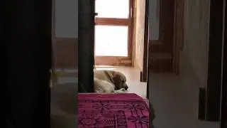 Captions for Dog 🐕 #funny #comedy