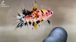 Fancy halfmoon betta fish #bettafish #fighterfish #bettakoi #crowntailbetta