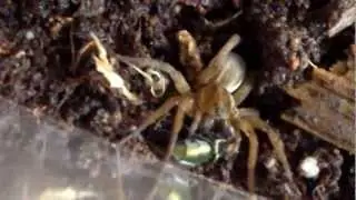Rustic Wolf Spider Feeding Episode 2