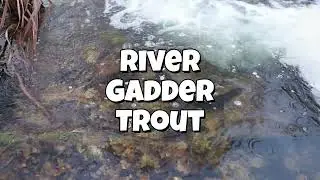 Norfolk Breckland Trout