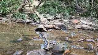 Couranga Track (Waterfall, Sydney)