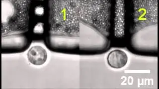 Rotational manipulation of single cells and organisms using acoustic waves