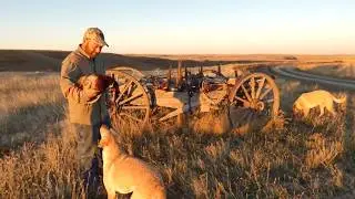 2018 Montana Bird Hunting Compilation Labradors out of Trieven Kennels Lovell Wyoming