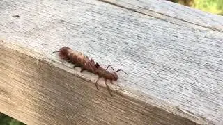 Stauropus fagi (English: Lobster moth; German: Buchen-Zahnspinner) found ner Hamburg, Germany