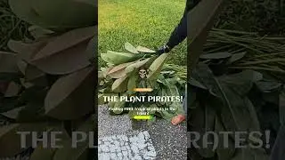 Мы нашли в мусорном ведре кучу выброшенных бесплатно тропических растений фикуса эластичного (Fic...