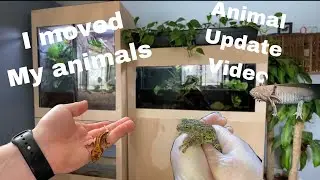 I moved my animals (animal update video)