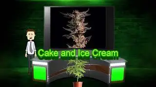 3 Cannabis strain picks for Thanksgiving (2021)