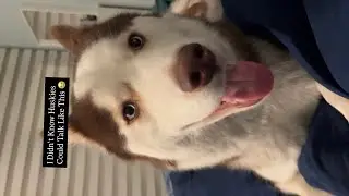 Husky Talking for the First Time EVER 🐾