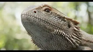 3D DEMOREEL 2025 | BEARDED DRAGON (REALISTIC MODELING & LOOKDEV)