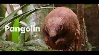 Ugly Animals Need Love Too &ndash; Pangolin