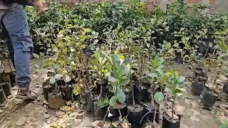 Fruit Plant Shopping in Pusa IARI