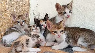 Charming kittens playing near their mother cat who stays close to them