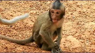 Spoil Baby Monkey Is Screeching Loudly To Insist Milk But Mom Pluck Beat For Weaning To Stop Asking