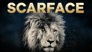 SCARFACE LION 🦁 | The Most Feared Lion of Maasai Mara | True Story-_..._-
