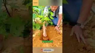 China&rsquo;s Genius Method to Grow Seedless Mangoes FAST! 🥭🤯  #technology