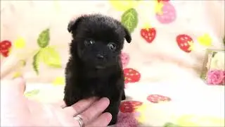 トイプー♂ブラック11 11s