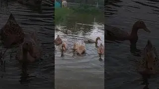 Peaceful Duck Songs Echoing from the Pond #video #shorts #animals