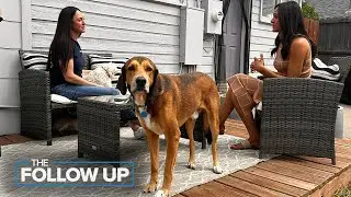 Colorado foster pet families concerned over unintended consequences of city pet limits