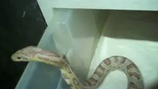 A GHOST!!!!!!! GHOST CORN SNAKE THAT IS