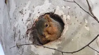 Fox Squirrel