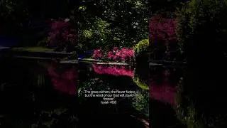 Flowers Fade, The Word of God Lasts #bible #bibleverse #newvideo