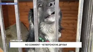 No comment - четвероногие друзья