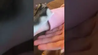 Cute hamster with only three legs
