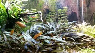 Aquarium planté 60 litres asiatique