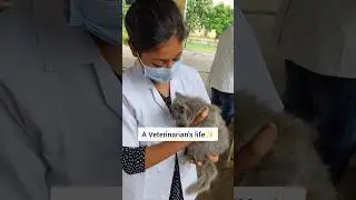 Into a Vets life #vetsdiary #vetlovers #vetlife #veterinary #veterinarian #veterinarystudy #doglove