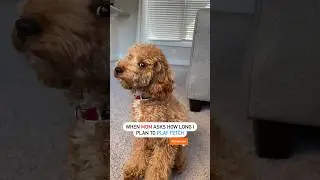 Happy Mini Poodle Pup Playing Fetch | @kliffordtheminipoodle #dogs #poodle #shortsfeed #shorts
