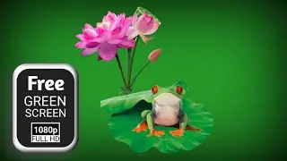 Red eyes frog green screen video effects | green screen flower | frog green screen animation