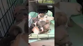 American Bully Pockets for sale. #americanbully #pocketbully #puppies #dog #puppy