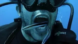 When Your Dentist Is a Fish