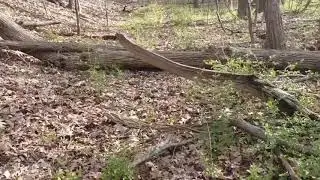 No Finds In The Woods