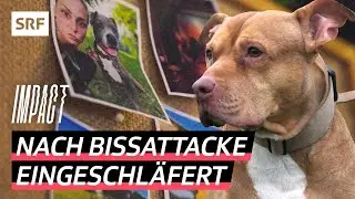 Hundeattacke – Wie kommt es bis zur Einschläferung? | Impact | SRF
