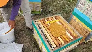 (05.08.2022) TURTELE PROTEICE ȘI TRATAMENTELE