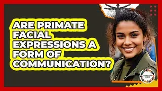 Are Primate Facial Expressions A Form Of Communication? - Anthropology Insights