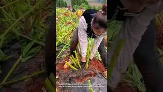 Harvesting Giant Taro: A Look at Traditional Farming